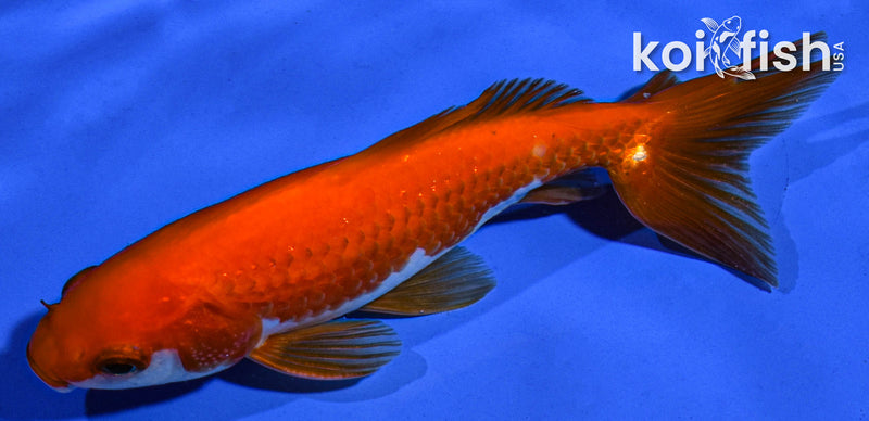 5" WAKIN GOLDFISH