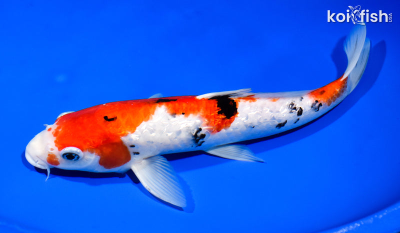 12.5" GINRIN SANKE