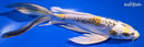 9.75" KIN KIKOKURYU BUTTERFLY
