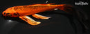 8.75" KIN ORENJI MATSUBA BUTTERFLY