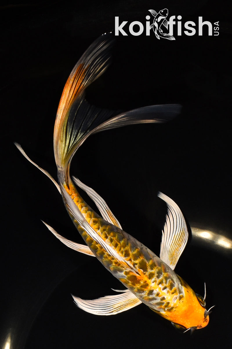 8" ARAGOKE KUJAKU BUTTERFLY