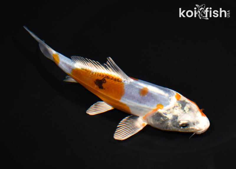 5.75" GINRIN HEISEI NISHIKI