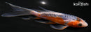 5.5" HI SHUSUI BUTTERFLY