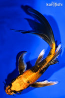 7" KIN HI UTSURI BUTTERFLY