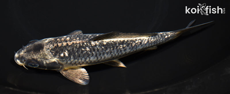 6.75" GINRIN GINGA