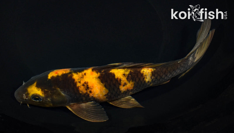 8.5" KIN KI UTSURI
