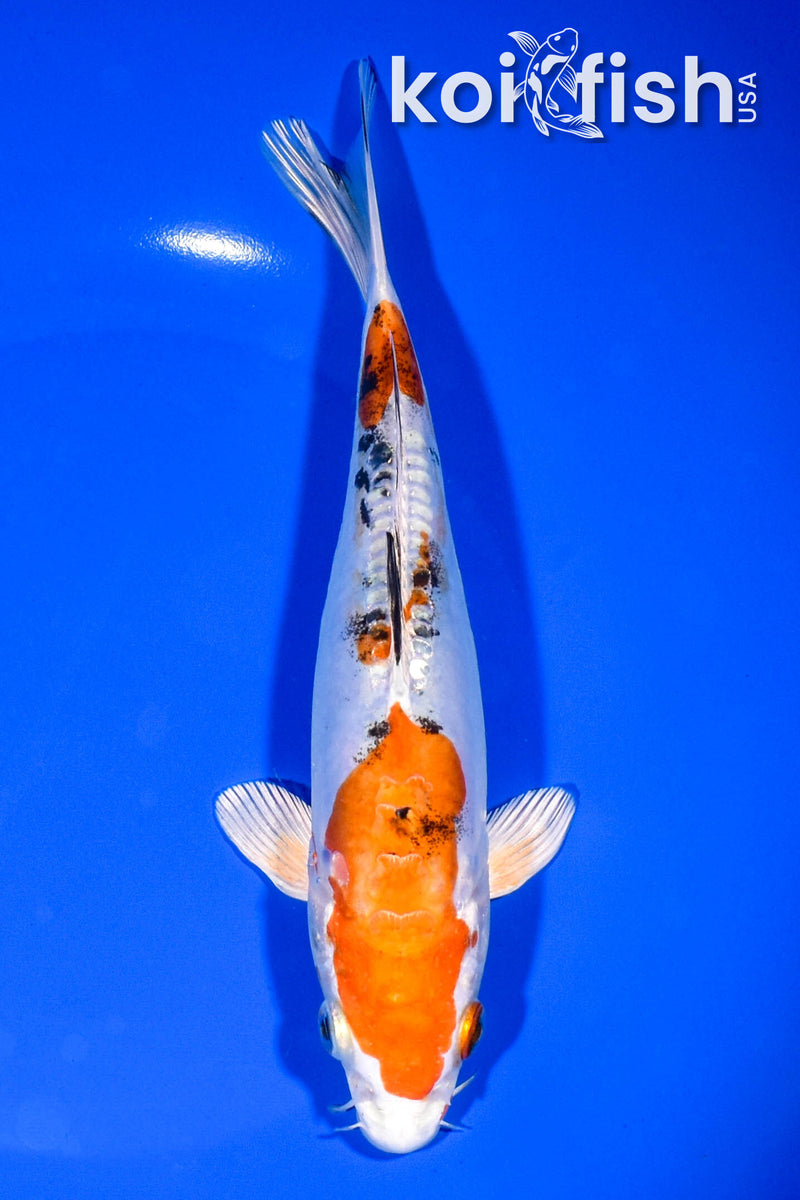 7.5" HEISEI NISHIKI
