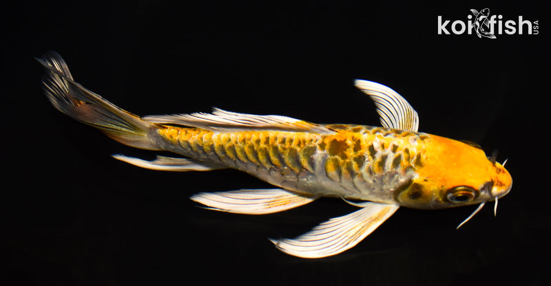 8" ARAGOKE KUJAKU BUTTERFLY