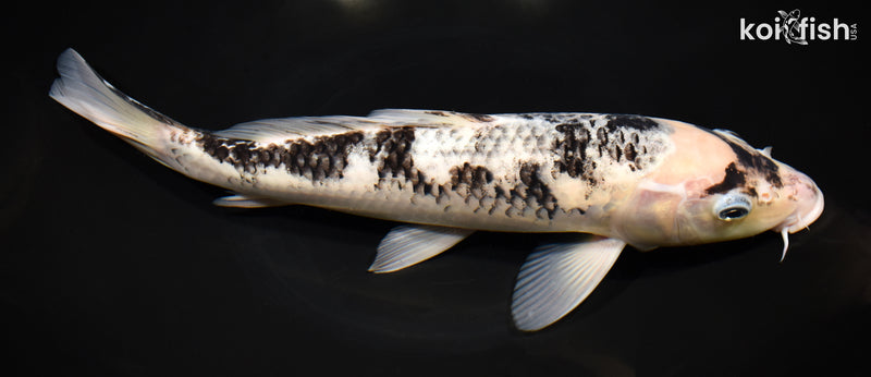 12" MATSUKAWABAKE