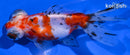 4.5" CALICO TELESCOPE FANTAIL GOLDFISH