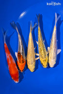 PACK OF (5) 4.25-5" STANDARD KOI