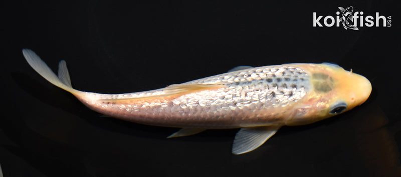 6.75" GINRIN GOSHIKI