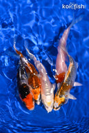PACK OF (5) 4-4.5" STANDARD KOI