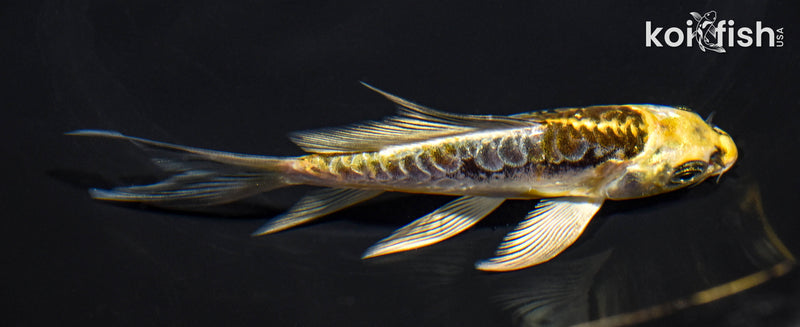 5.25" ARAGOKE KIN KIKOKURYU BUTTERFLY