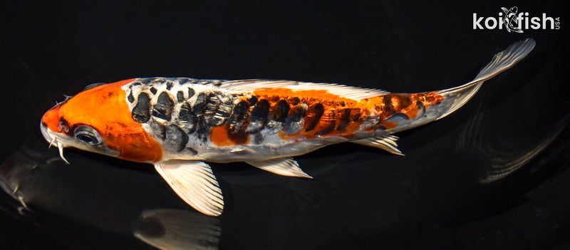 8.5" BENI KIKOKURYU