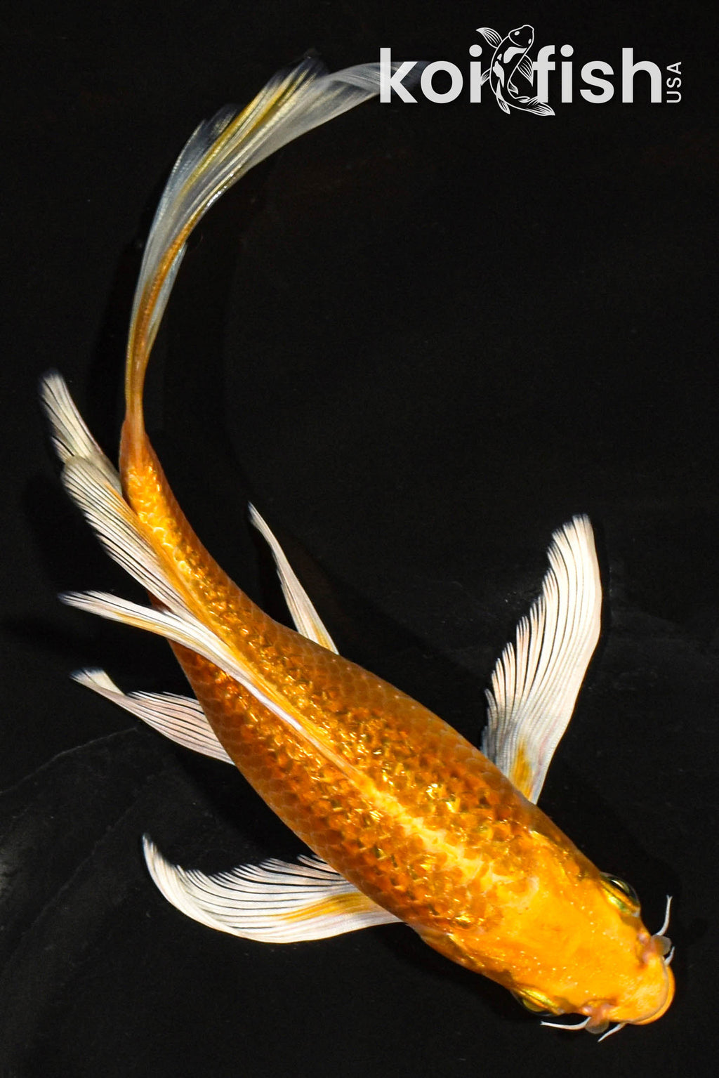 Shop for Butterfly Koi for Sale Online Koi Fish USA Page 13