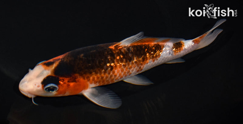 6.25" GINRIN GOROMO