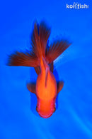 5" ORANDA GOLDFISH