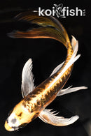 8.75" GINRIN KIN KIKOKURYU BUTTERFLY