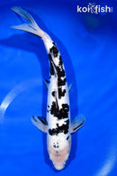 12.75" DOITSU SHIRO BEKKO
