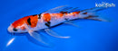 7" GINRIN SANKE BUTTERFLY