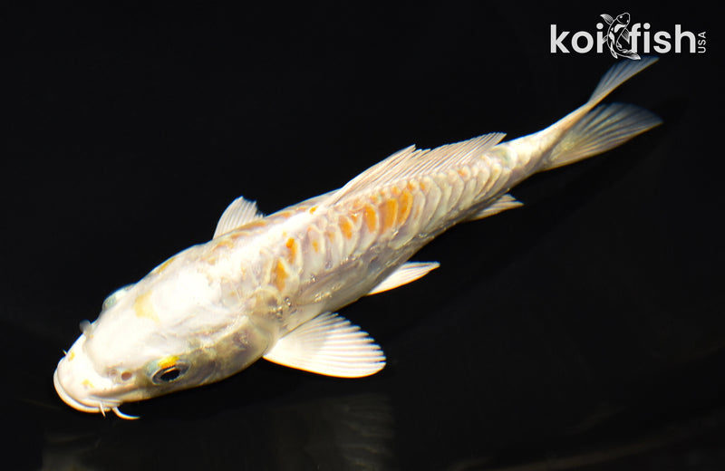 5.5" ARAGOKE LEMON HARIWAKE