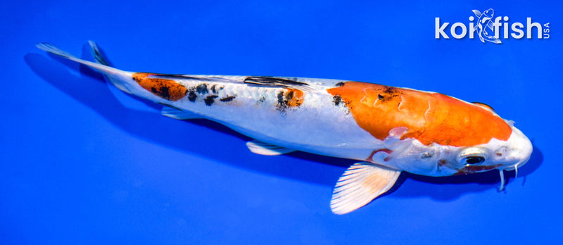 7.5" HEISEI NISHIKI