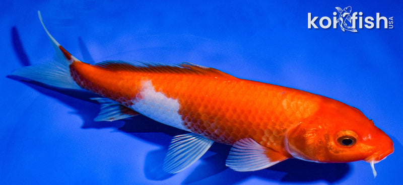 8" KOHAKU