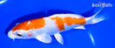 6" HARIWAKE