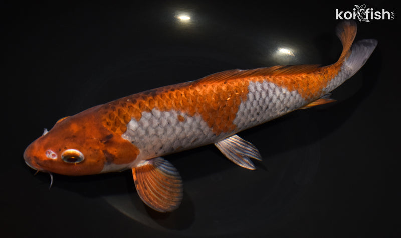 11.5" OCHIBA SHIGURE