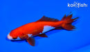 5.25" WAKIN GOLDFISH