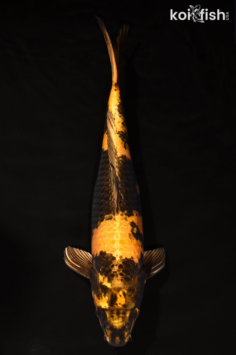 15" KIN KI UTSURI