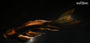 8.25" DOITSU NEZU OGON BUTTERFLY