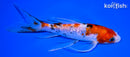 7" GINRIN SANKE BUTTERFLY