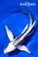 5.75" KIN KIKOKURYU BUTTERFLY
