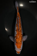 9.75" GINRIN OCHIBA SHIGURE