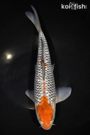 13" GINRIN OCHIBA SHIGURE