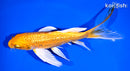 7.25" GINRIN ORENJI OGON BUTTERFLY