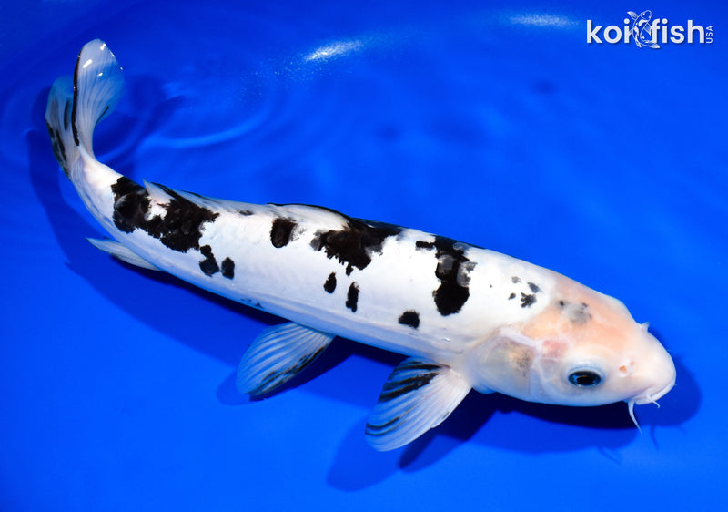 12.75" DOITSU SHIRO BEKKO