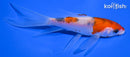 4.5" GOROMO BUTTERFLY