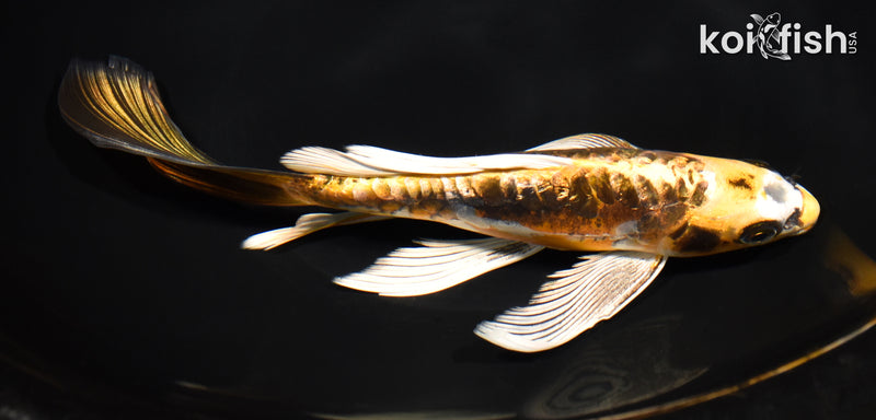 8.75" GINRIN KIN KIKOKURYU BUTTERFLY