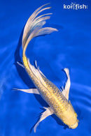 8.5" GINRIN YAMABUKI OGON BUTTERFLY