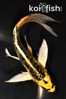 7.5" ARAGOKE KI MATSUBA BUTTERFLY