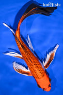 9.25" KUJAKU BUTTERFLY