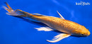 9.75" GINRIN YAMABUKI OGON BUTTERFLY