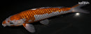 9.75" GINRIN OCHIBA SHIGURE