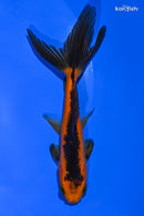 4.75" WAKIN GOLDFISH