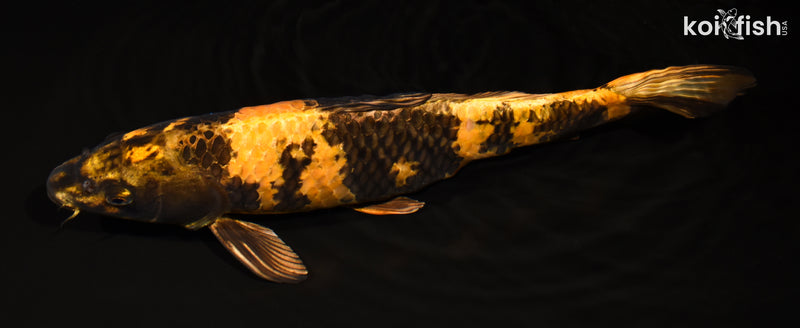 15" KIN KI UTSURI