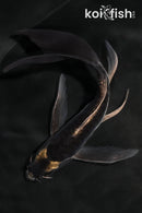 5.75" DOITSU KABUTO BUTTERFLY