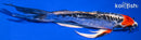 7.75" BENI KIKOKURYU BUTTERFLY